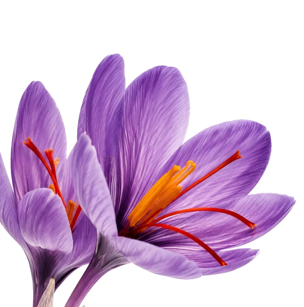 Saffron Stigma Extract 2%CrocinsHPLC+1.5%SafranalHPLC
