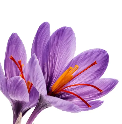 [SH001a] Saffron Stigma Extract 2%CrocinsHPLC+1.5%SafranalHPLC